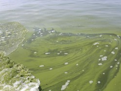 Algae Bloom Blankets Lake Erie, 2014