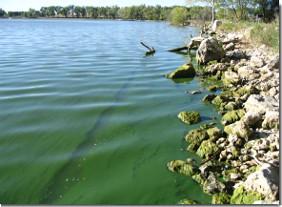 blue-green-algae